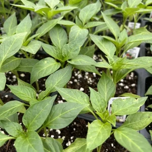 RED CHERRY HOT CHERRY BOMB CHILI LOT OF 3 Super Hot Pepper LIVE PLANTS - Image 2