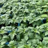 Red Cherry Tomato Live Plants 3-Pack - 6-10 inches, 60+ Days Old Outdoor - Image 1
