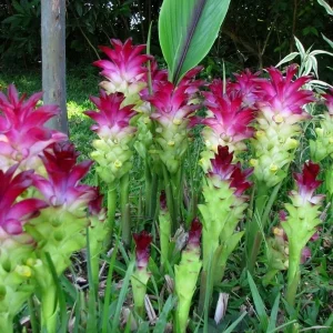 Red Curcuma Plant Rhizomes - Fast Growing Ornamental Flower Rhizomes - Image 1