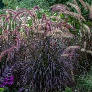 Red Fountain Grass Live Plants - Pennisetum setaceum 'Rubrum' - Pack of 2, 5-9" Tall - Image 2