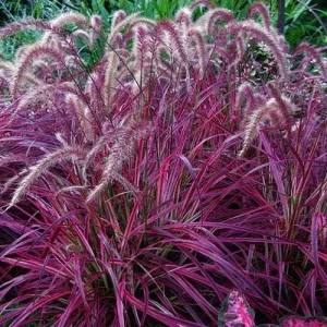 Red Fountain Grass Live Plants - Pennisetum setaceum 'Rubrum' - Pack of 2, 5-9