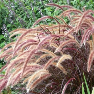 Red Fountain Grass Live Plants - Pennisetum setaceum 'Rubrum' - Pack of 2, 5-9