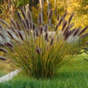 Red Fountain Grass Live Plants - Pennisetum setaceum 'Rubrum' - Pack of 2, 5-9" Tall - Image 1