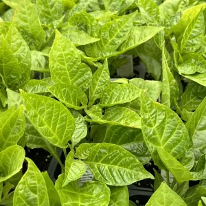 Red Ghost Bhut Jolokia Super Hot Pepper Live Plants - 3 Pack, 75+ Day Old - Image 2