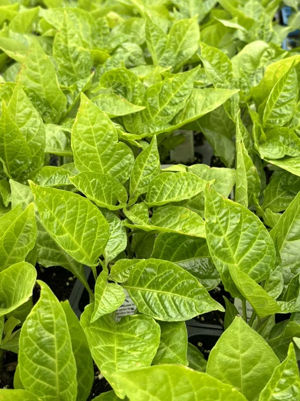 Red Ghost Bhut Jolokia Super Hot Pepper Live Plants - 3 Pack, 75+ Day Old - Image 2