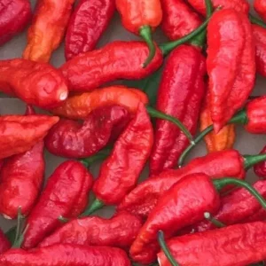 Red Ghost Bhut Jolokia Super Hot Pepper Live Plants - 3 Pack, 75+ Day Old - Image 3