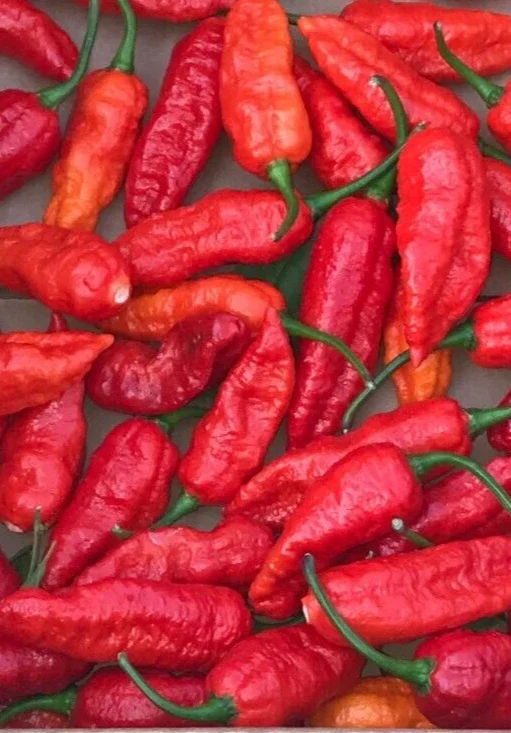 Red Ghost Bhut Jolokia Super Hot Pepper Live Plants - 3 Pack, 75+ Day Old - Image 3