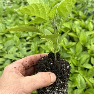 Red Ghost Bhut Jolokia Super Hot Pepper Live Plants - 3 Pack, 75+ Day Old - Image 4