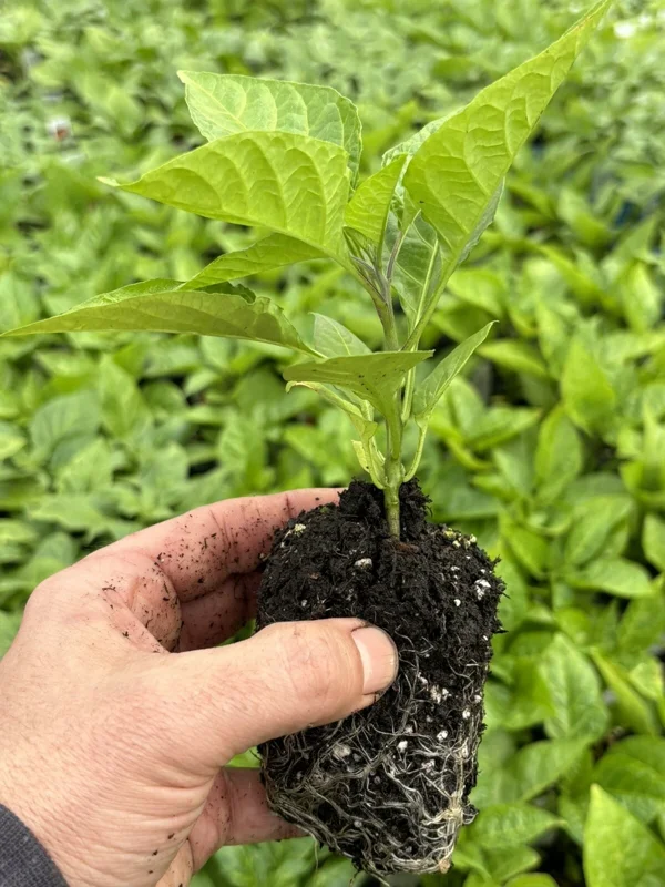 Red Ghost Bhut Jolokia Super Hot Pepper Live Plants - 3 Pack, 75+ Day Old - Image 4