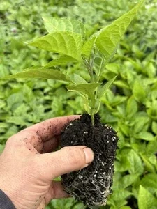 Red Ghost Bhut Jolokia Super Hot Pepper Live Plants - 3 Pack, 75+ Day Old - Image 1