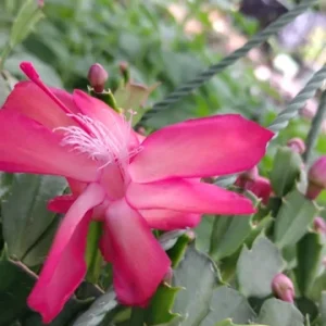 Red Glow Christmas Cactus Live Plant - Schlumbergera truncata - 3'' Pot - 2 Plants - Image 2