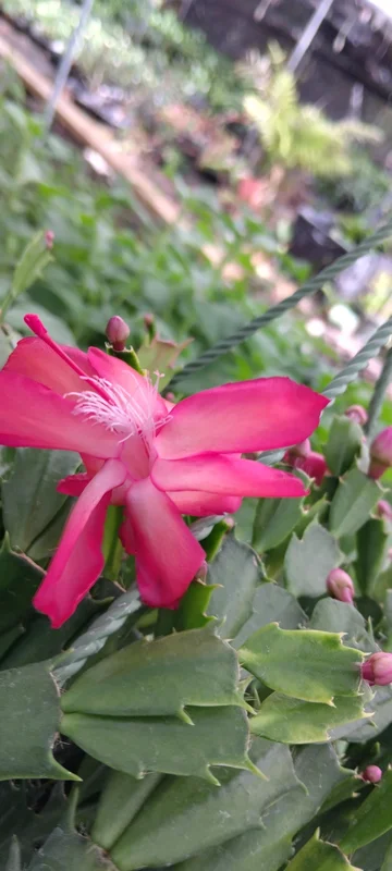 Red Glow Christmas Cactus Live Plant - Schlumbergera truncata - 3'' Pot - 2 Plants - Image 2