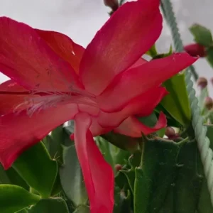Red Glow Christmas Cactus Live Plant - Schlumbergera truncata - 3'' Pot - 2 Plants - Image 3
