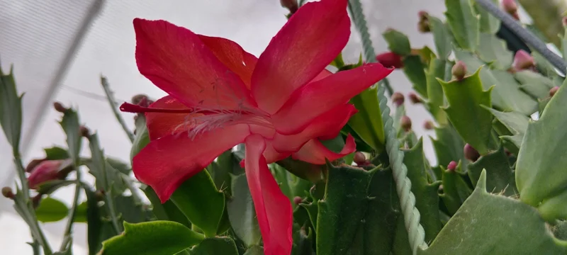 Red Glow Christmas Cactus Live Plant - Schlumbergera truncata - 3'' Pot - 2 Plants - Image 3