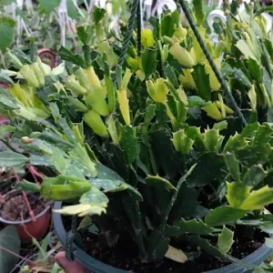 Red Glow Christmas Cactus Live Plant - Schlumbergera truncata - 3'' Pot - 2 Plants - Image 4