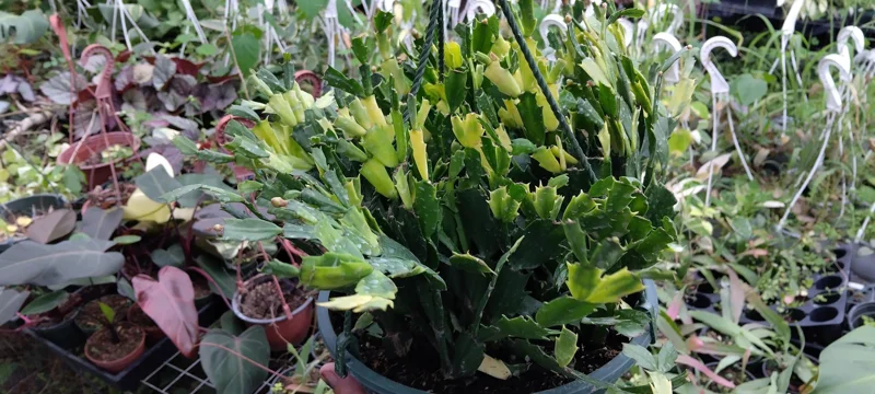 Red Glow Christmas Cactus Live Plant - Schlumbergera truncata - 3'' Pot - 2 Plants - Image 4