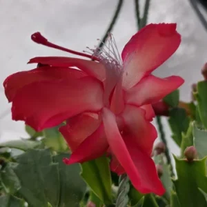 Red Glow Christmas Cactus Live Plant - Schlumbergera truncata - 3'' Pot - 2 Plants - Image 5