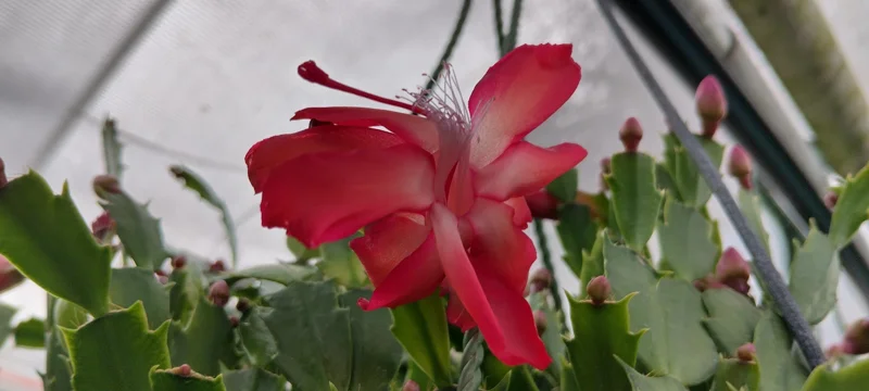 Red Glow Christmas Cactus Live Plant - Schlumbergera truncata - 3'' Pot - 2 Plants - Image 5