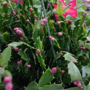 Red Glow Christmas Cactus Live Plant - Schlumbergera truncata - 3'' Pot - 2 Plants - Image 6
