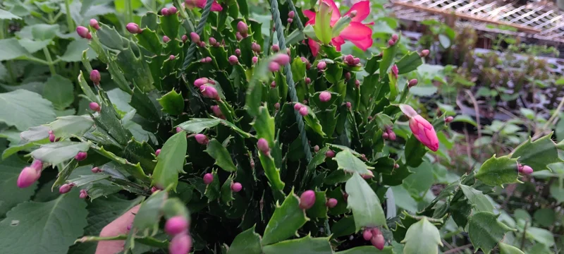 Red Glow Christmas Cactus Live Plant - Schlumbergera truncata - 3'' Pot - 2 Plants - Image 6