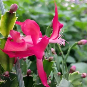 Red Glow Christmas Cactus Live Plant - Schlumbergera truncata - 3'' Pot - 2 Plants - Image 1