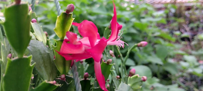 Red Glow Christmas Cactus Live Plant - Schlumbergera truncata - 3'' Pot - 2 Plants - Image 1