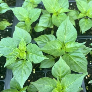 Red Habanero Live Plants 3-Pack - Lucifer's Dream Super Hot Pepper Plants - Image 2