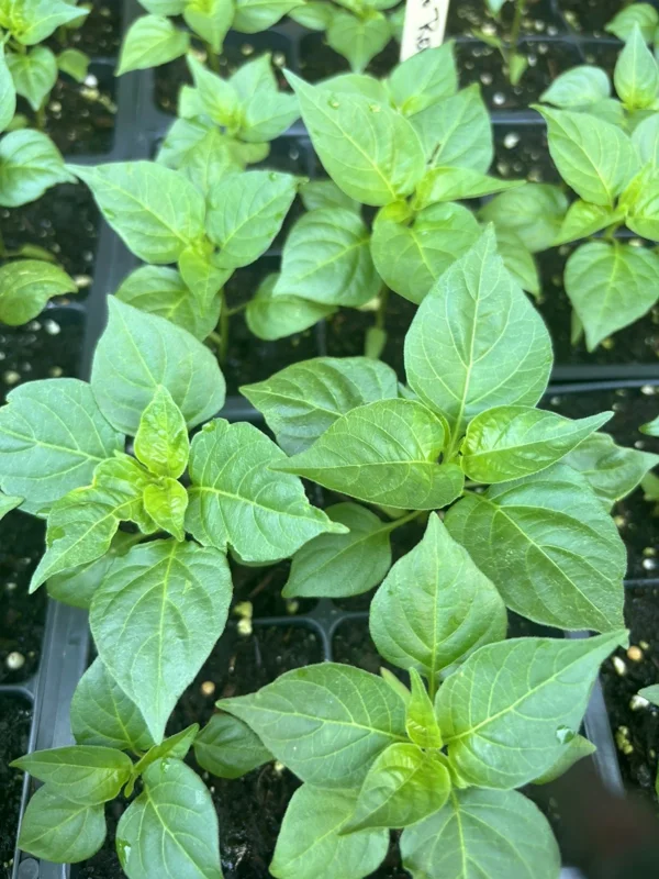Red Habanero Live Plants 3-Pack - Lucifer's Dream Super Hot Pepper Plants - Image 2