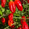 Red Habanero Live Plants 3-Pack - Lucifer's Dream Super Hot Pepper Plants - Image 1