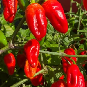 Red Habanero Live Plants 3-Pack - Lucifer's Dream Super Hot Pepper Plants - Image 1