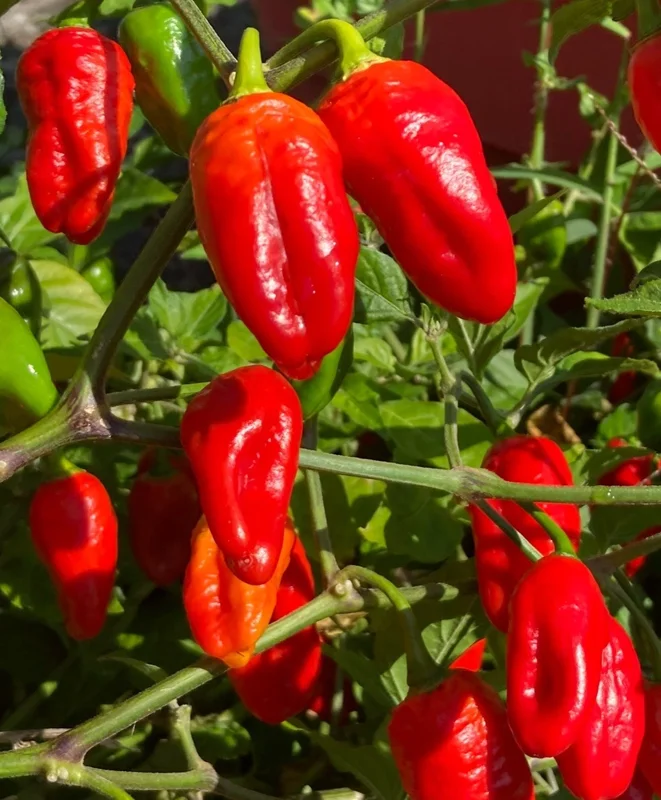 Red Habanero Live Plants 3-Pack - Lucifer's Dream Super Hot Pepper Plants - Image 1