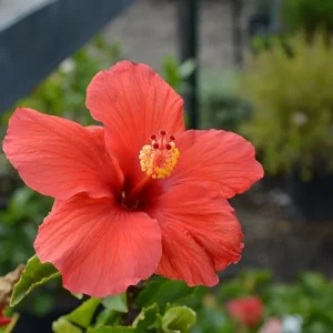 Red Hibiscus Live Plants (5-9") - Pack of 2 - Tropical Rosa-Sinensis - Deep Scarlet Blooms - Image 2