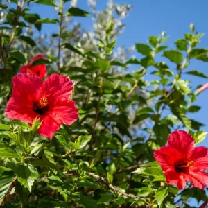 Red Hibiscus Live Plants (5-9