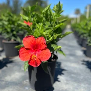 Red Hibiscus Live Plants (5-9