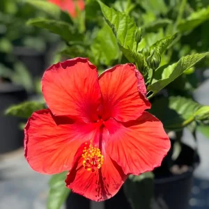 Red Hibiscus Live Plants (5-9