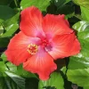 Red Hibiscus Live Plants (5-9") - Pack of 2 - Tropical Rosa-Sinensis - Deep Scarlet Blooms - Image 1