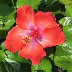 Red Hibiscus Live Plants (5-9") - Pack of 2 - Tropical Rosa-Sinensis - Deep Scarlet Blooms - Image 1