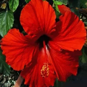 Red Hibiscus Live Plants (5-9