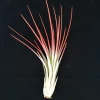 Red Juncea Airplant Tillandsia Live Plant – 4-7 inch – Indoor Air Plant Decor - Image 1