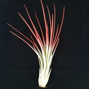 Red Juncea Airplant Tillandsia Live Plant – 4-7 inch – Indoor Air Plant Decor - Image 1