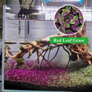 Red Leaf Aquarium Ground Cover Plant Seeds - 1000+ Fast Grow Aquatic Seeds - Image 1
