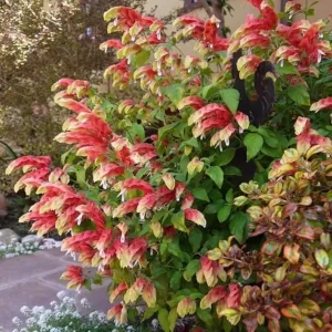 Red Shrimp Live Plant - Justicia brandegeeana - Tropical Flowering Plant - 3-6