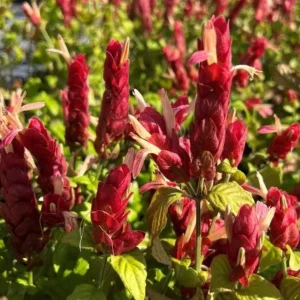 Red Shrimp Live Plant - Justicia brandegeeana - Tropical Flowering Plant - 3-6