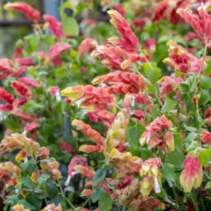 Red Shrimp Live Plant - Justicia brandegeeana - Tropical Flowering Plant - 3-6