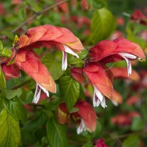 Red Shrimp Live Plant - Justicia brandegeeana - Tropical Flowering Plant - 3-6