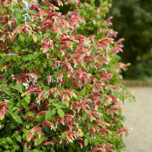 Red Shrimp Live Plant - Justicia brandegeeana - Tropical Flowering Plant - 3-6