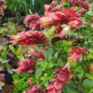 Red Shrimp Live Plant - Justicia brandegeeana - Tropical Flowering Plant - 3-6