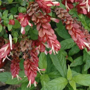 Red Shrimp Live Plant - Justicia brandegeeana - Tropical Flowering Plant - 3-6