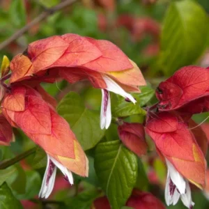 Red Shrimp Plant - 3 Live Starter Plants (4-6