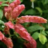 Red Shrimp Plant - 3 Live Starter Plants (4-6") - Beloperone guttata - Outdoor - Image 1